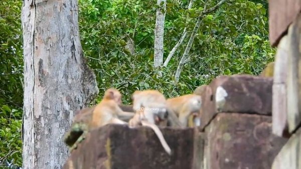 Why baby monkey OBI do like that?, There are many styles showing of mini monkeys