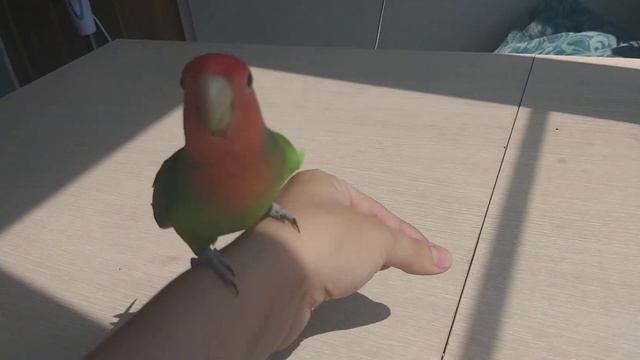 Попугай выполняет команду 