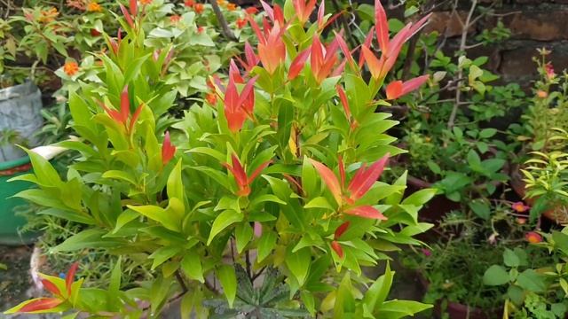 How to grow and care Photinia plant ( Red Robin plant) смотреть онлайн