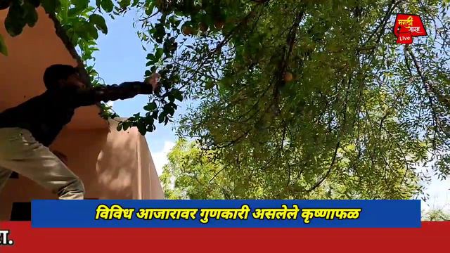 || विविध आजारावर गुणकारी कृष्णाफळ || कृष्णाफळ सेवनाचे अनेक फायदे || @marathimazananded6262 смотреть онлайн