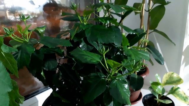 Комнатные растения в декабре смотреть онлайн