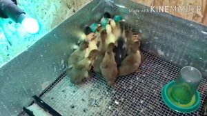 Карты на стол//утята из купленного яйца и не только//9 мая