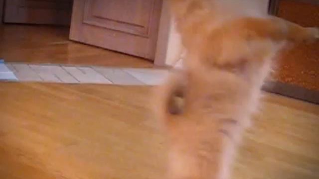 Шпиц Фредерик смотреть онлайн