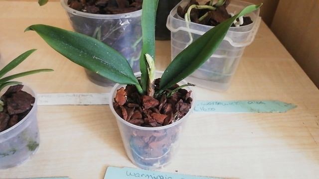 И снова новенькие от Дебби! смотреть онлайн