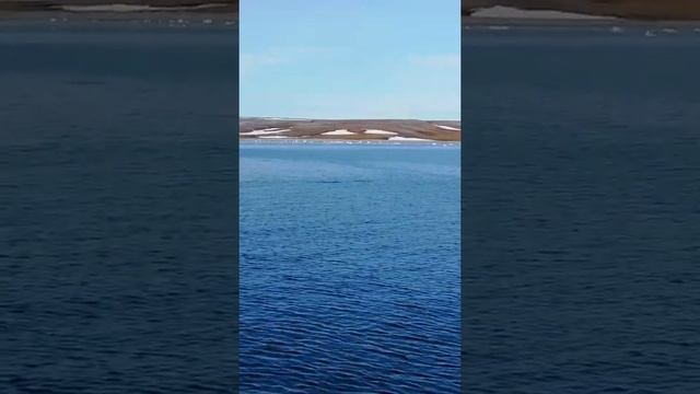 Северные дельфины (белуга) мыс Папанина смотреть онлайн
