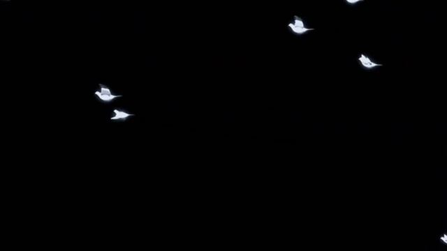 Летящая стая птиц. футаж летающая стая птиц воробышек смотреть онлайн