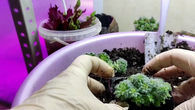 Как пересадить подросшие эхеверии щетинистые сетоза деминута. смотреть онлайн