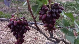 В гостях у Анатолия Васильевича Люмина (12.08.2020)