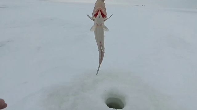 14-15.01.2023 Рыбинское Борок. смотреть онлайн