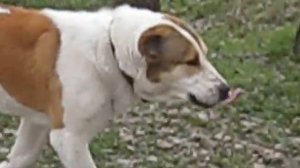 Алабай на прогулке в лесу.