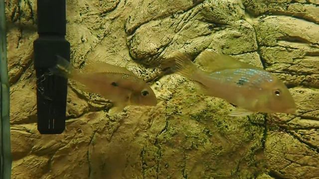 Geophagus mirabilis tření смотреть онлайн