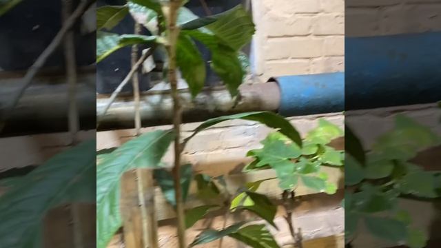 экзотические растения в ассортименте смотреть онлайн