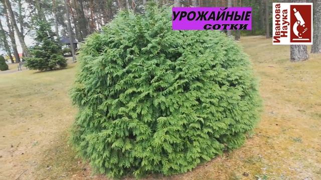 Неприхотливые сорта туи для каждого сада. Какой сорт выбрать? смотреть онлайн