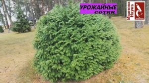 Неприхотливые сорта туи для каждого сада. Какой сорт выбрать?