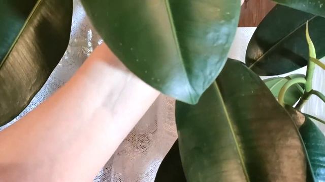 ФИКУС ВЫ РАНЬШЕ ЭТОГО НЕ ЗНАЛИ ФИКУС САМОЕ ЛУЧШЕЕ ДОМАШНЕЕ РАСТЕНИЕ смотреть онлайн