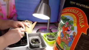 Бегония из семян Первая пикировка
