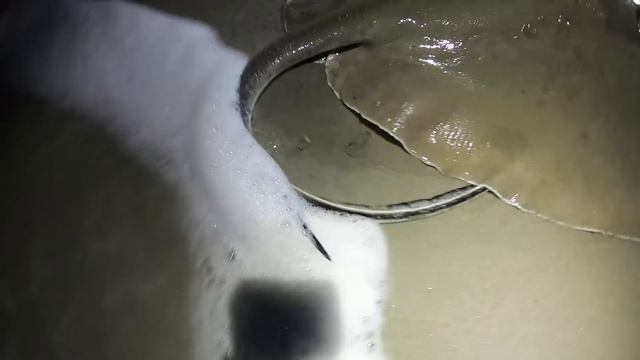 5 Days 28 Species Fishing Catch & Cook. Grouper, Snapper, Bass, Sharks, Drum And More