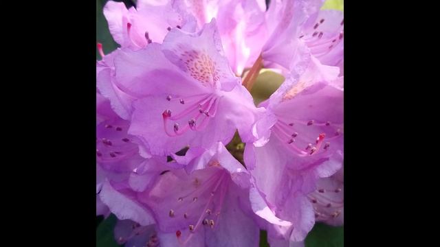 Tchaikovsky - waltz of the flowers , Валс на цветята - Чайковски смотреть онлайн