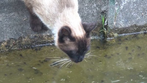 Visit RAVELLO : Travel to Maiori, Minori and RAVELLO : Amalfi Coast Italy hiking adventure trip