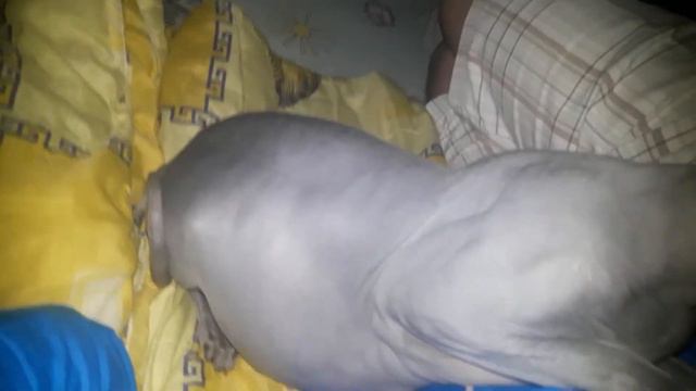 СФИНКС ЗА неделю до родов смотреть онлайн