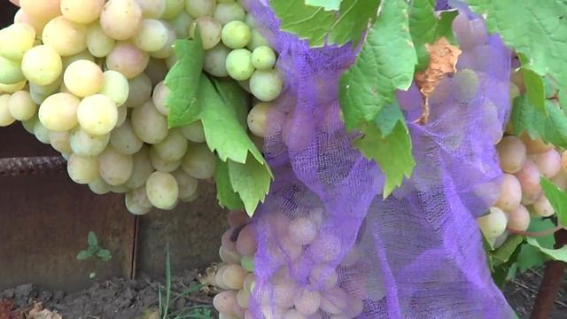 Сорт винограда Гурман Радужный смотреть онлайн