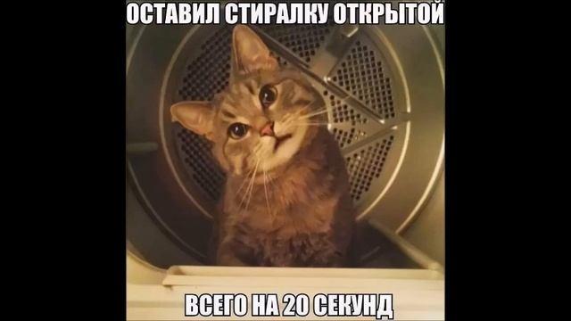 Веселые картинки. Смешные кошки. Прикольные коты. смотреть онлайн