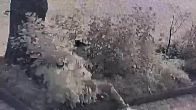 Ветра нет кусты трясутся, что там делают? Июньской ночью в кустах Гортензии!?ЛАЗАРЕВСКОЕ СЕГОДНЯ? смотреть онлайн