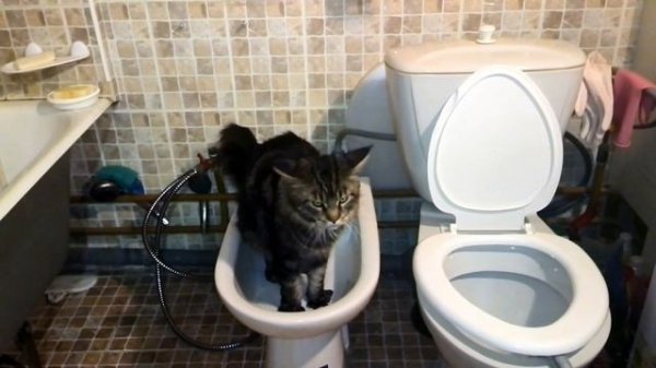 Кот мейн-кун ходит в туалет в биде www.goodluck4.blogspot.ru