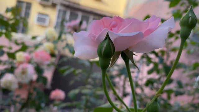 Centenaire de Lourdes Rose, Spring 2022 смотреть онлайн