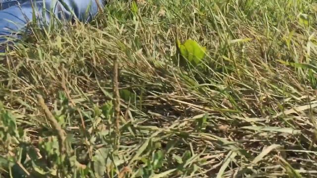 КОРОЧЕ ГОВОРЯ, Я БЕЗДОМНЫЙ ЩЕНОК [От первого лица] КОРОЧЕ ГОВОРЯ, БЕЗДОМНЫЙ КОТЕНОК смотреть онлайн