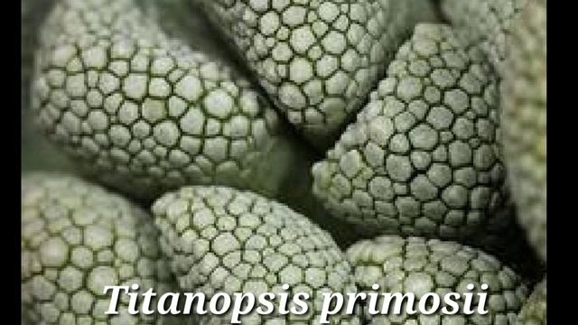 Succulents Titanopsis
