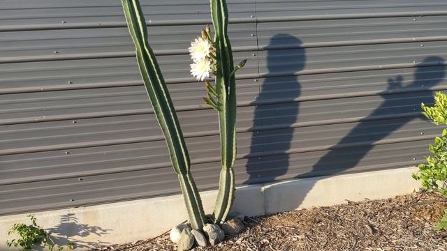 Расцвел наш кактус Цереус перуанский или Перуанское яблоко! Peruvian Apple Cactus Is Blooming!