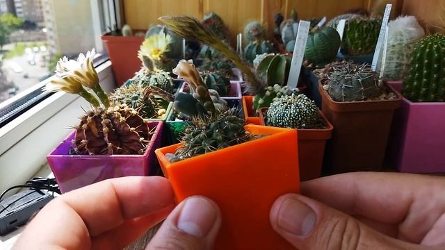 Цветение кактусов. Обзор коллекции. Уход за кактусами летом. Astrophytum. Gymnocalycium. смотреть онлайн
