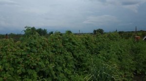 лячка ранний сорт малины, начало плодоношения.