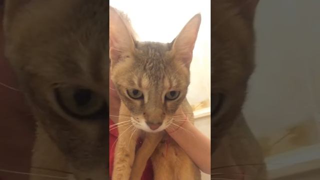 Гигантские чаузи chausie смотреть онлайн