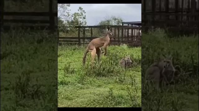 Самый мускулистый? кенгуру в мире/вот это качок. смотреть онлайн