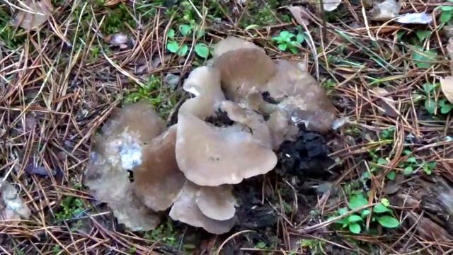 Редкие съедобные грибы. Зубатка студенистая. смотреть онлайн