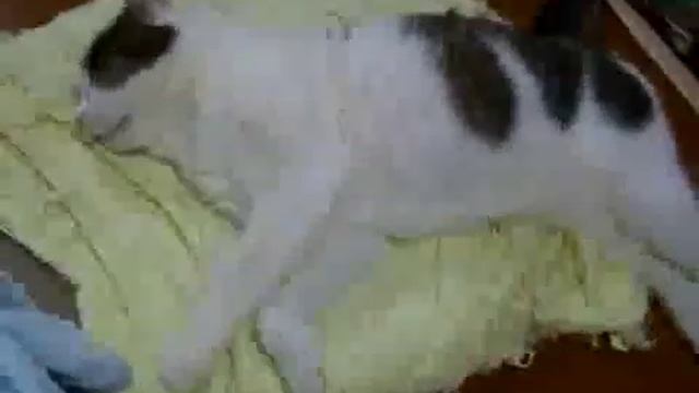 Спящий кот и его путшествие смотреть онлайн