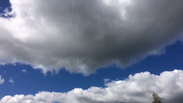 Спортивные голуби 3 тренировка на 20км смотреть онлайн