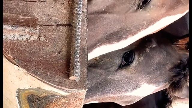 Лошадки Кони из России смотреть онлайн