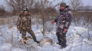 Охота на лису с норными собаками. Трудовой Лисовин!!!!! Hunting with burrowing dogs. Labor fox!!!!!