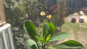 Молочай Миля. как добиться цветения.  как ухаживать