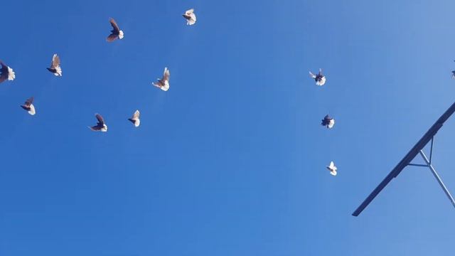 Красные, желтые белохвостые. Николаевская порода. Ч 2 с. Елховка, Самарская область. смотреть онлайн