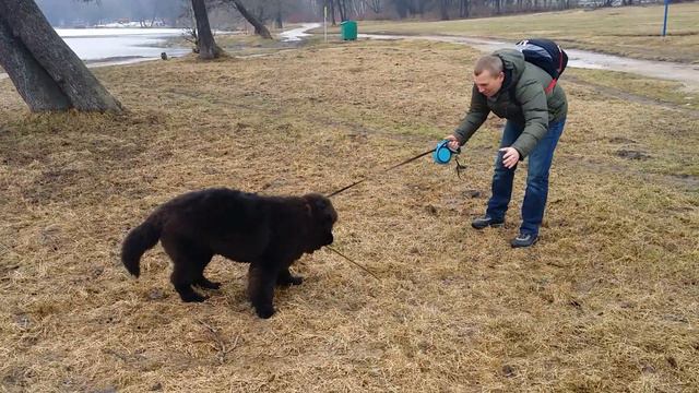 Ньюф на прогулке смотреть онлайн