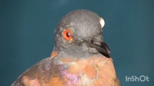 Вымершая птица ' Странствующий голубь'