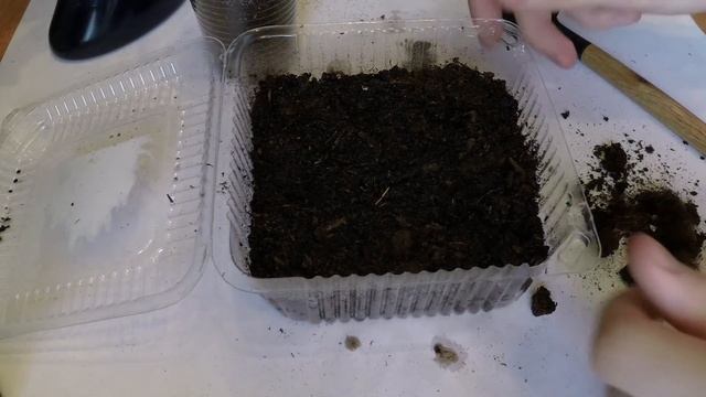 Сажаем семена гранадиллы. смотреть онлайн