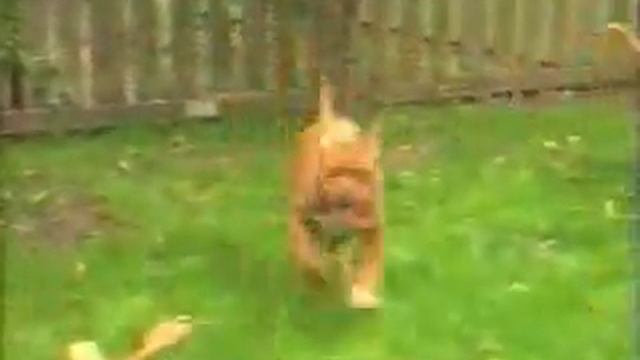 Питомник бордоских догов «Perle de France» http://perl.petsinform.com/ смотреть онлайн