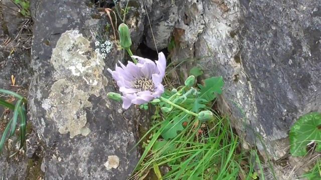 Flowering over the Nahal Kziv. Looking for the Madonna lily(Lilium candidum) смотреть онлайн
