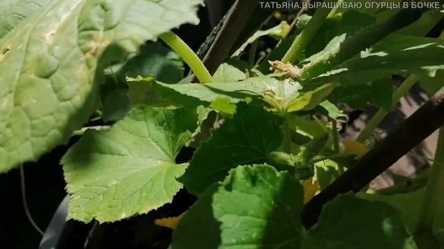 Татьяна.Сюрприз заставил себя ждать. Выращиваю огурцы в бочке. Рискованное земледелие Финляндии ч. смотреть онлайн