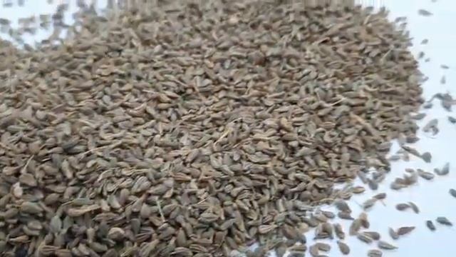 Анис специя смотреть онлайн